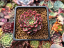 Echeveria Agavoides Hybrid 1" Seed-grown Succulent Plant