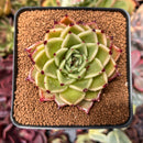 Echeveria Agavoides 'Sarabony' 2"-3" Succulent Plant