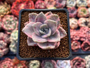 Graptopetalum 'Bainesii' Variegated 2" Succulent Plant
