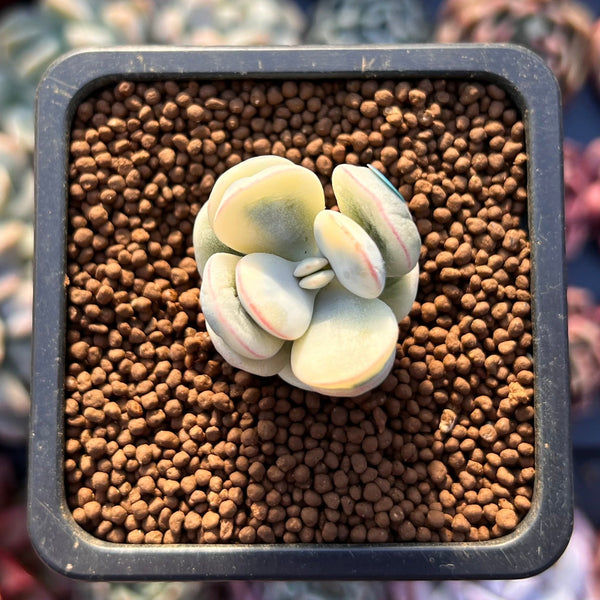 Cotyledon 'Orbiculata' Variegated 1" Small Succulent Plant