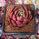 Echeveria Agavoides 'Rejong' 2" Succulent Plant