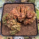Echeveria Agavoides 'Ebony' Crested 4" Succulent Plant