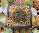 Echeveria 'Scorpio' 1" Small Succulent Plant