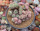 Echeveria 'Bradburiana' Crested 4"-5" Succulent Plant