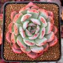 Echeveria 'Starmark' 3" Succulent Plant
