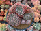 Echeveria 'Primera' Crested 5" Large Succulent Plant