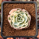 Echeveria 'Compton Carousel' Variegated 1" Succulent Plant