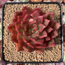 Echeveria Agavoides 'Beautiful Life' 3" New Hybrid Succulent Plant