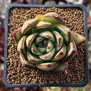 Echeveria Agavoides 'Mèngxiâng' 2" Succulent Plant