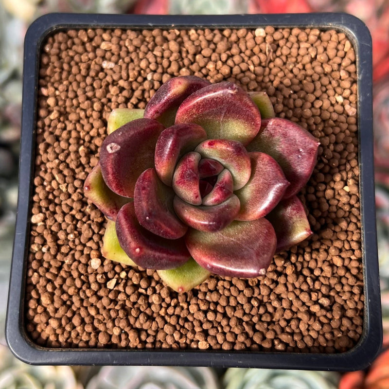 Echeveria 'Cherry Bomb' 2