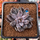 Echeveria 'Unguiculata' 1" Succulent Plant