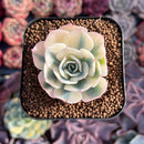 Echeveria 'Compton Carousel' 1" Variegated Succulent Plant
