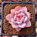 Echeveria 'Elegans Potosina' 2" Succulent Plant