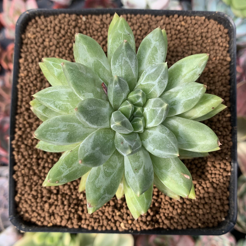 pachyphytum compactum succulent Pachyphytum Compactum 'Glaucum' 2" Succulent Plant – True Succulents Plant Co