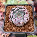 Echeveria 'Carla' 2" Succulent Plant