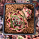 Echeveria Agavoides 'Giant Pink' 2" Cluster Succulent Plant