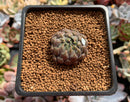 Echeveria 'Scorpio' 1" Succulent Plant