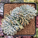 Echeveria 'Orange Monroe Crested' 3"-4" Succulent Plant