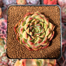 Echeveria 'Podelans' 2" Succulent Plant