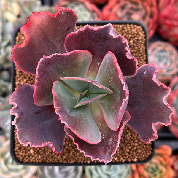 Echeveria Frill sp. 2"-3” Succulent Plant