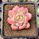 Echeveria 'Starmark' 2" Succulent Plant