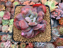 Echeveria 'Hearts Delight' 3"-4" Succulent Plant