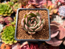 Echeveria Agavoides 'Padma' 2" Succulent Plant