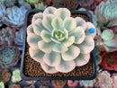 Echeveria Runyonii Variegated (Aka Echeveria 'Akaihosi' Variegated) 2" Succulent Plant