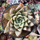 Echeveria 'Mexican Giant' Cluster 4" Succulent Plant