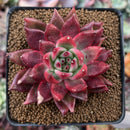 Echeveria Agavoides 'Amestro' 3" Succulent Plant