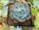 Echeveria 'Japanese Seongyoung' 2" Succulent Plant