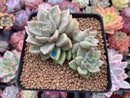 Echeveria Agavoides 'Arje' 3" Cluster Succulent Plant