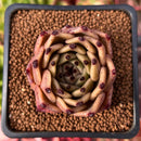 Echeveria Agavoides 'Sarabony' 2" Succulent Plant