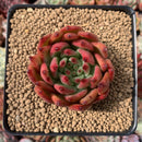 Echeveria Agavoides 'Frank Reinalt' 2" Succulent Plant