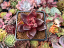 Echeveria Agavoides 'Pine Rose' 2" Succulent Plant