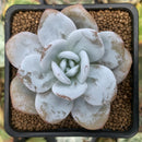 Echeveria 'Laui' 2" Powdery Succulent Plant