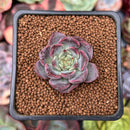 Echeveria 'Cindy' 1" Succulent Plant