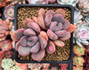 Echeveria 'Arandron' 2" Cluster Succulent Plant