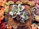 Echeveria 'Blue Spur' 2"-3" Succulent Plant