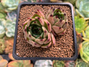 Echeveria Agavoides 'Sarabony' 2" Succulent Plant