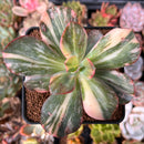 Echeveria 'Jyulia' Variegated 3" Succulent Plant
