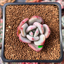 Echeveria 'White Champaign' 1" Succulent Plant