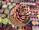 Echeveria Agavoides sp. 4" Succulent Plant