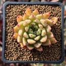 Echeveria Agavoides 'Black Tip' 1"-2" Succulent Plant