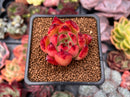 Echeveria Agavoides 'Sharp Tips' 2" Succulent Plant
