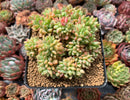 Graptosedum 'Little Beauty' 4" Cluster Succulent Plant