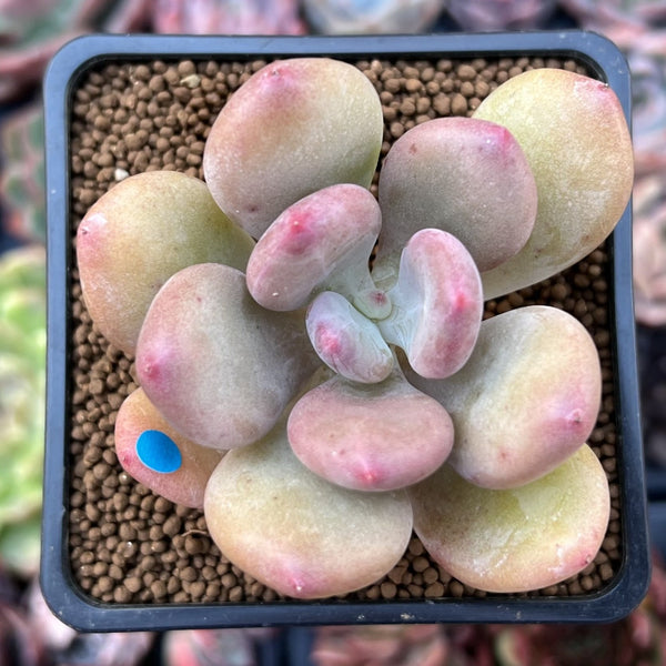 dr cornelius succulent Pachyphytum 'Doctor Cornelius' 2" Succulent Plant – True Succulents Plant  Co