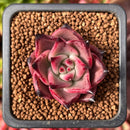 Echeveria Agavoides 'Red Ebony' 1" Succulent Plant