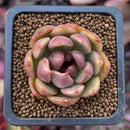 Echeveria Agavoides 'Larose' 1" New Hybrid Succulent Plant