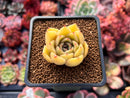 Echeveria Agavoides 'Silonica' 1" Succulent Plant